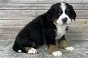 $330 : Bernese Mountain Dog Puppies thumbnail