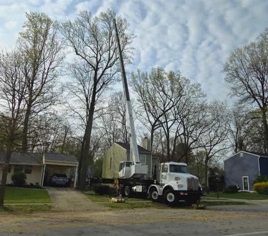 White Oak Tree Expert image 6