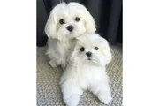 Cute &adorable Maltese Puppies en Chicago