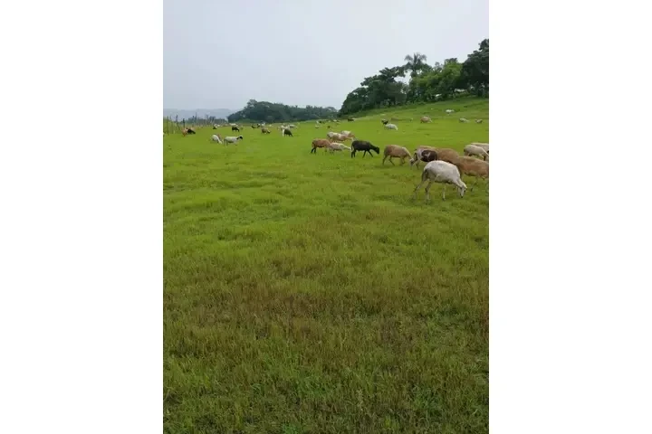 ¡SE VENDE ISLA EN VERACRUZ! image 3