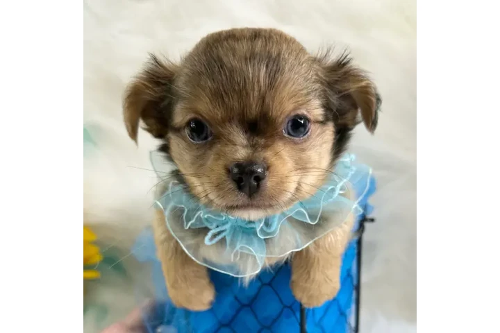 $350 : chihuahuas image 4