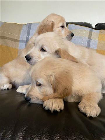 $600 : Pedigree Golden Retriever Pups image 2