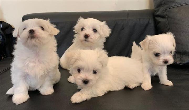 $500 : Nice and Healthy Maltese Pupps image 1