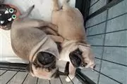 $550 : Gorgeous Pug Puppy For You thumbnail