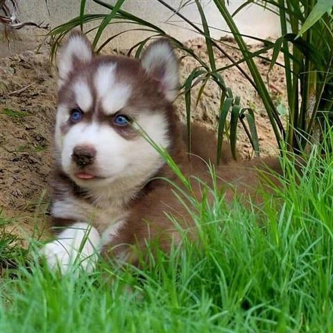 $500 : Siberian Husky puppies image 1