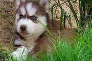 $500 : Siberian Husky puppies thumbnail