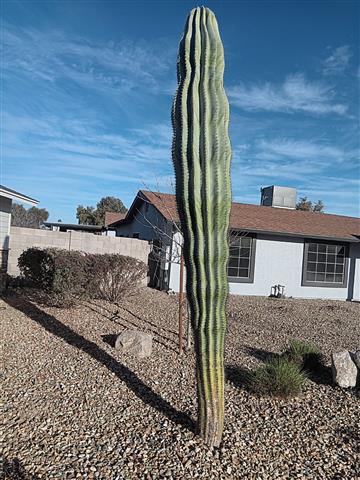 Saguaro*Rodeocactus* image 3