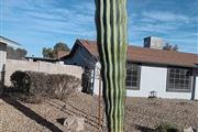 Saguaro*Rodeocactus* thumbnail