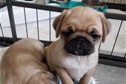 PUG PUPPIES FOR REHOMING thumbnail
