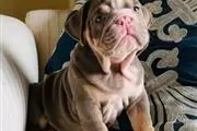 English bulldog en Washington DC