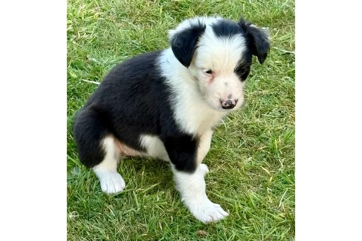 $560 : Preciosa camada de cachorros B image 1