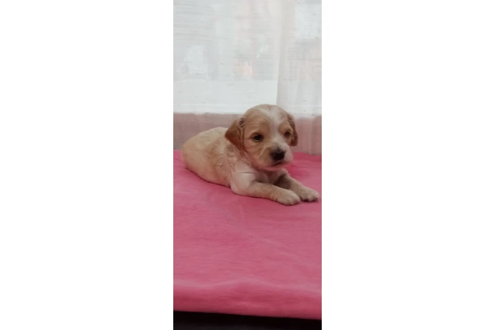 $700 : Cocker spaniels image 3