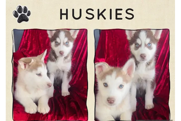 $480 : Hermanitos HUSKY original image 1