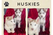 Hermanitos HUSKY original en Los Angeles