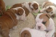 AKC English Bulldog Puppies{(! en Shreveport