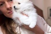 $400 : Quality Teacup Pomeranian thumbnail