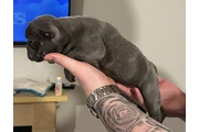 $700 : Cachorros Bulldog Francés thumbnail