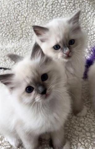 $350 : Ragdol Kittens Available image 1