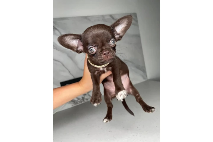 $250 : Chihuahua teacup puppies image 7