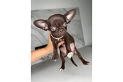 $250 : Chihuahua teacup puppies thumbnail