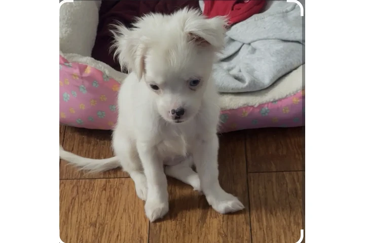 $250 : Chihuahua de pelo largo image 3