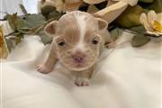 Chihuahua Puppy for adoption en Denver