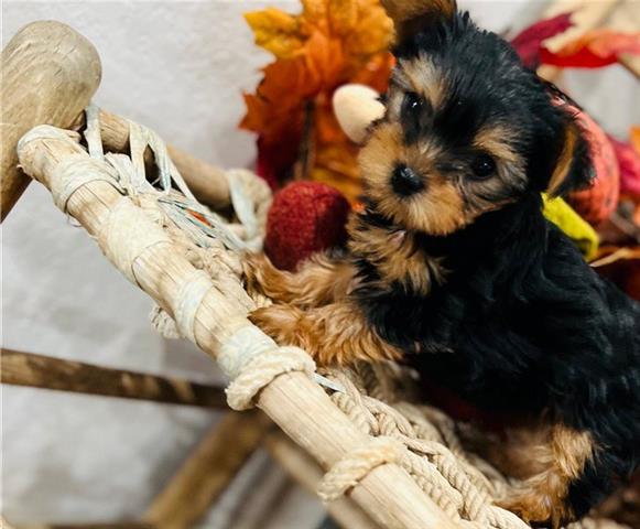 $1000 : Yorkies pups for sale image 1