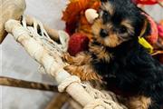 $1000 : Yorkies pups for sale thumbnail