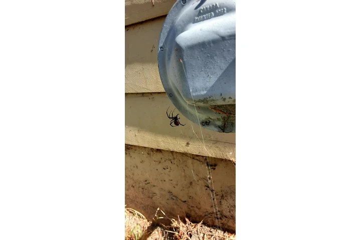 Fumigacion cucarachas y termit image 3