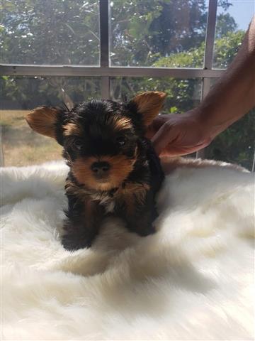 $250 : Teacup Yorkie Puppies image 1