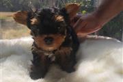 Teacup Yorkie Puppies en Chicago