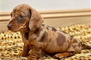 $400 : Sweet Dachshund Puppies thumbnail
