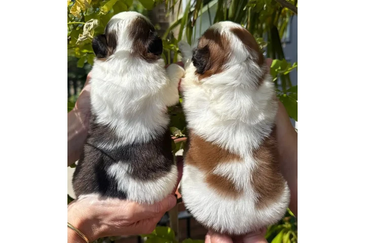 $250 : Cute Shih Tzu For Sale image 1