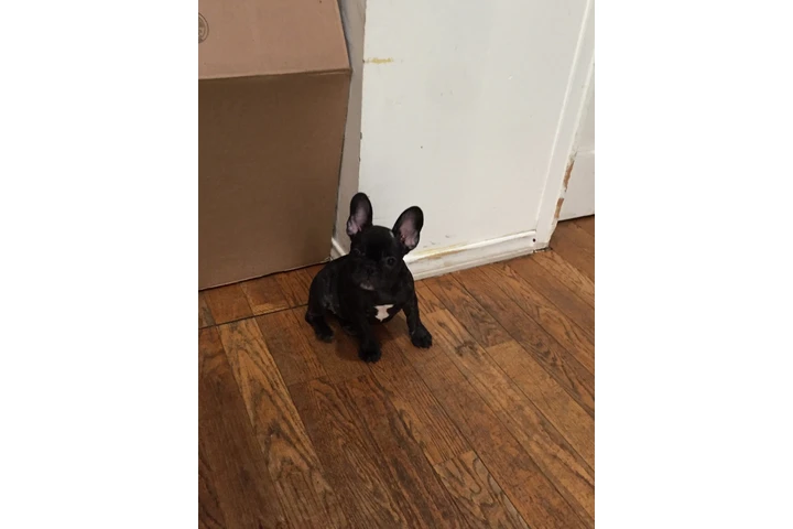 $700 : French bulldog puppy image 2