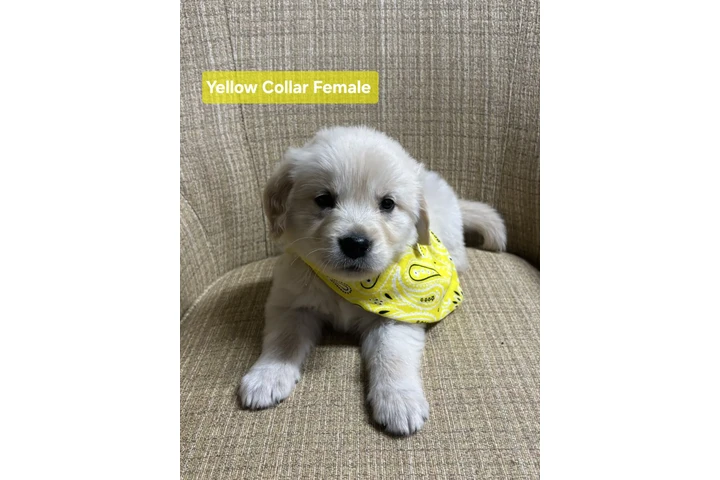 $400 : GOLDEN RETRIEVER FOR ADOPTION image 2