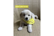 $400 : GOLDEN RETRIEVER FOR ADOPTION thumbnail