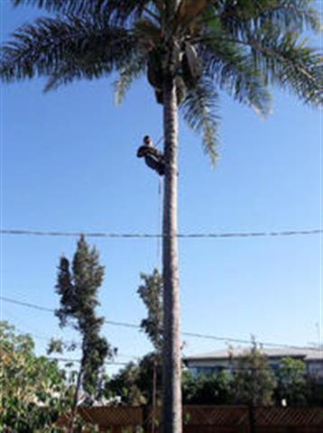 MC Tree Service image 5
