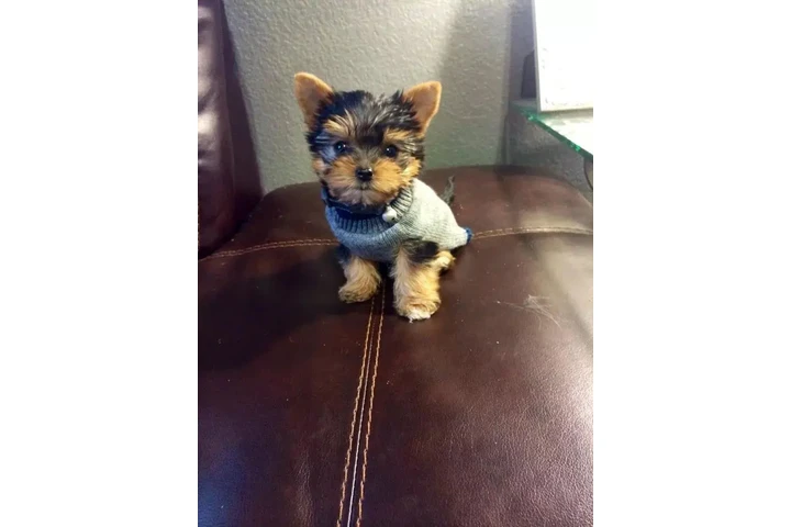 $350 : Yorkshire terrier miniatura image 4
