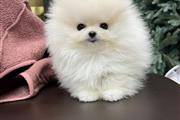 $300 : little Pomeranian teacup thumbnail