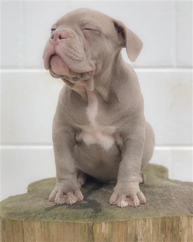 $400 : Cute American Bulldog Puppies image 1