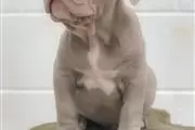Cute American Bulldog Puppies en Canton
