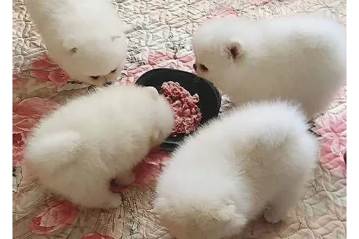 $380 : Cute Pomeranians for Sale image 3