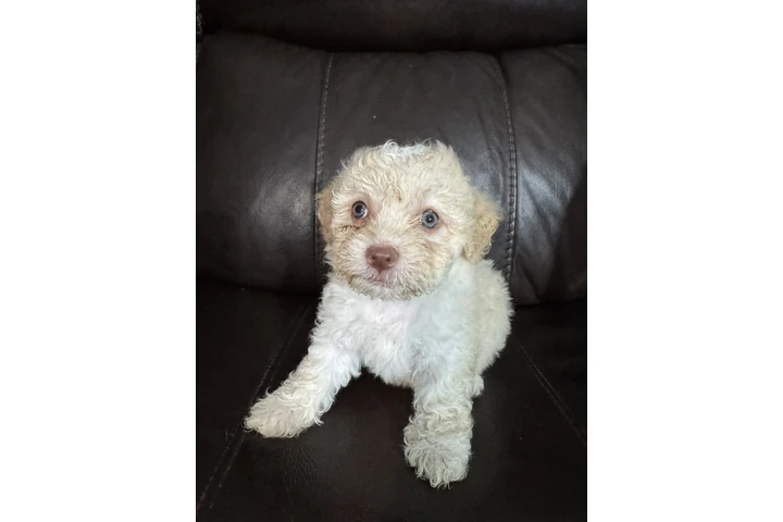 $500 : Vendo hermosas perritas bichon image 2