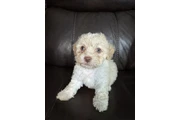 $500 : Vendo hermosas perritas bichon thumbnail