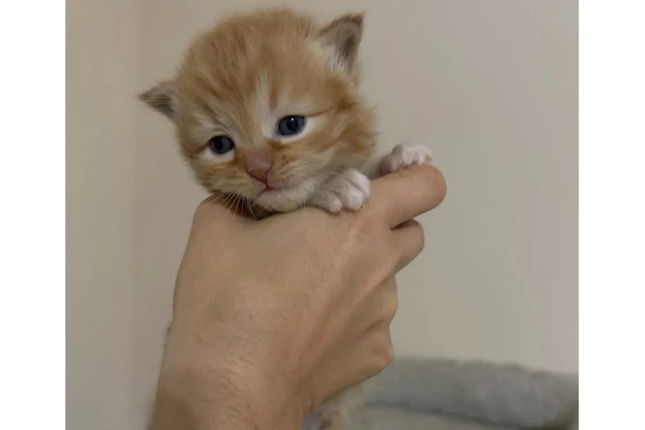 $180 : Young BSH available image 2