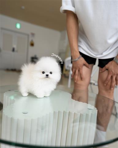 $300 : Pomeranian puppies mini image 2