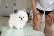 $300 : Pomeranian puppies mini thumbnail