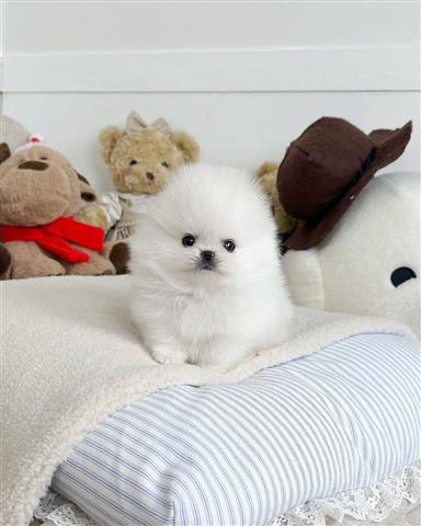 $250 : Cachorro Pomerania image 2