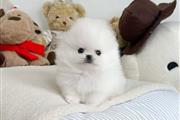 $250 : Cachorro Pomerania thumbnail