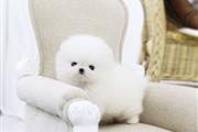 Pomeranians puppies for sale en Miami